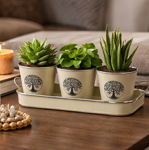 Three potted plants on a decorative tray with a neutral background